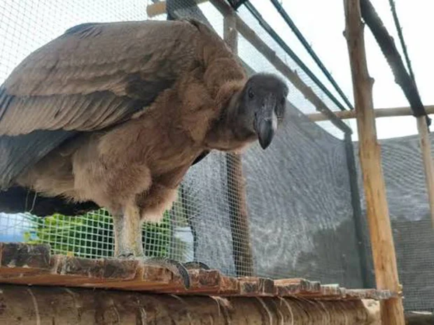Un cóndor andino joven, de plumaje pardo, posado sobre un tronco dentro de un recinto de malla