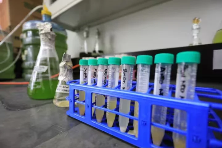 Tubos de ensayo con muestras en una gradilla azul, junto a matraces con un cultivo verde, sobre el mesón de un laboratorio
