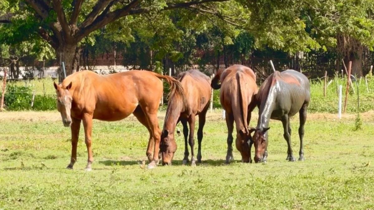 Cuatro caballos pastan en un potrero