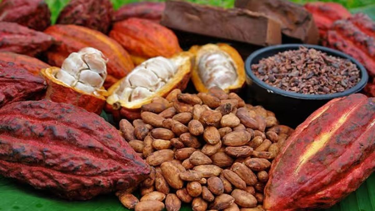 Mazorcas de cacao abiertas junto a granos de cacao